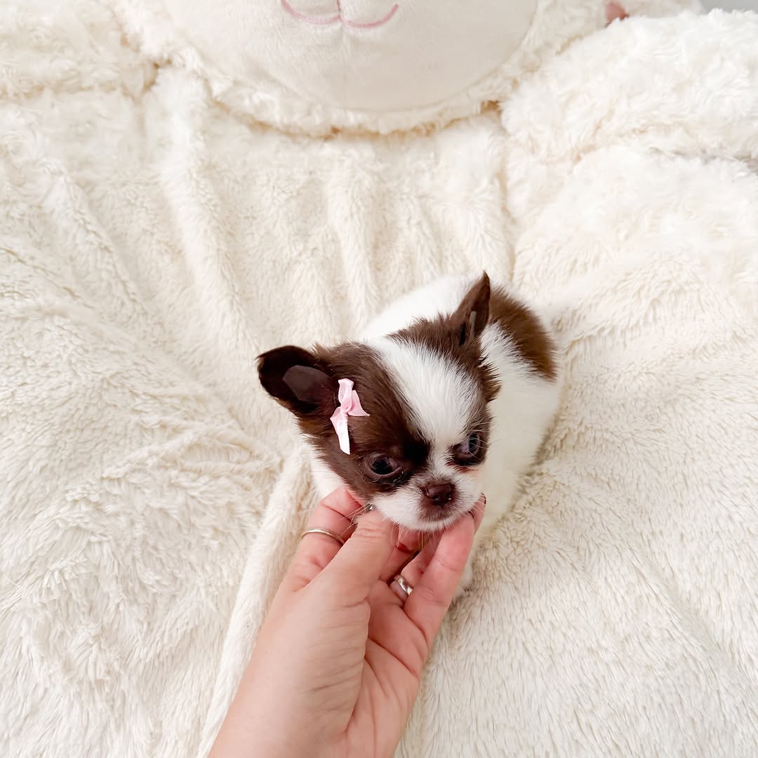 Coco
