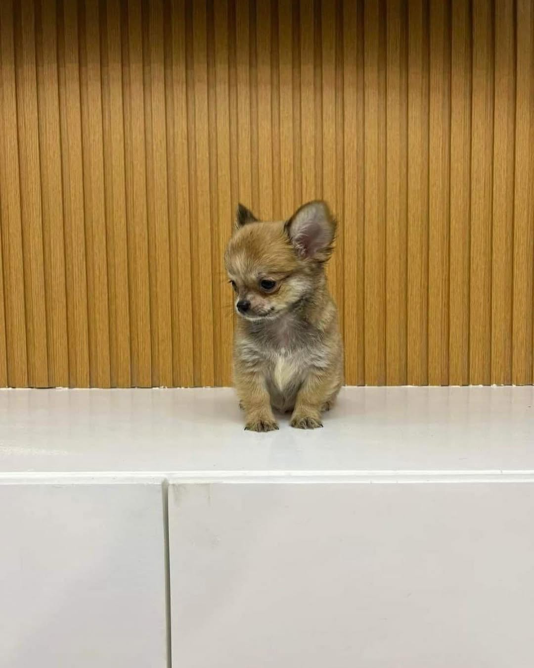 Charlie the chihuahua