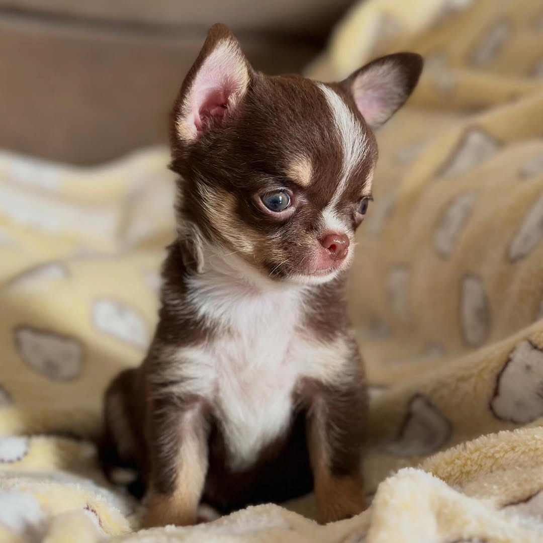 Max