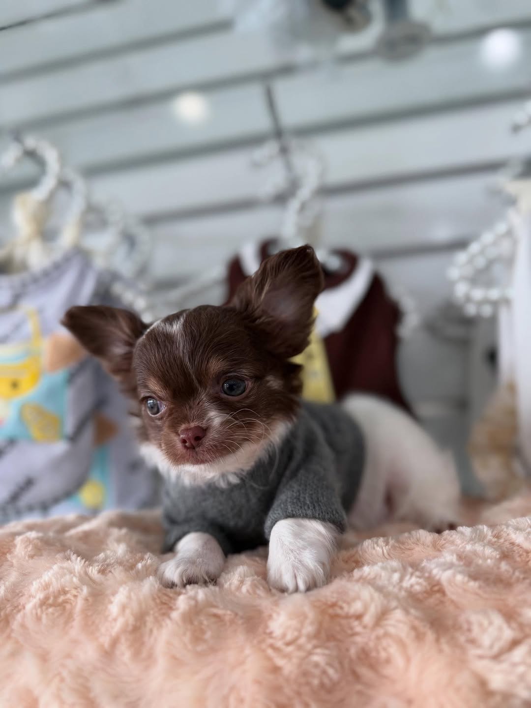 Milo the chihuahua