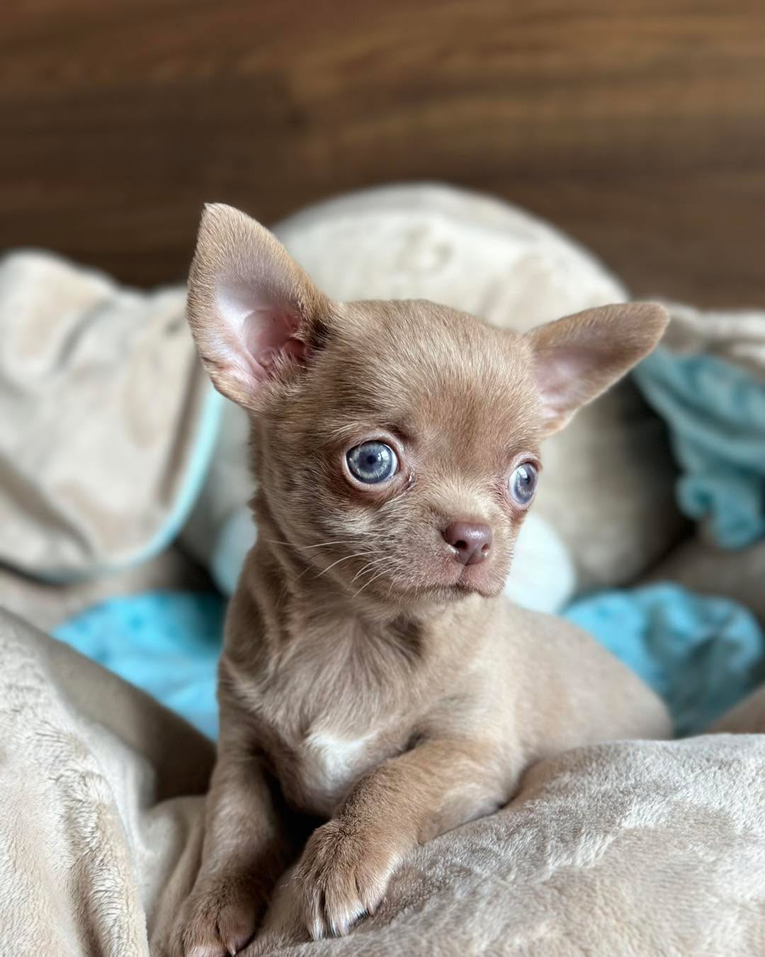 Toby
