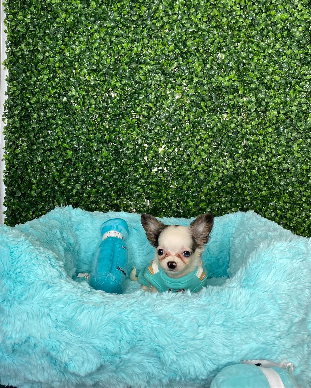Chihuahua puppy