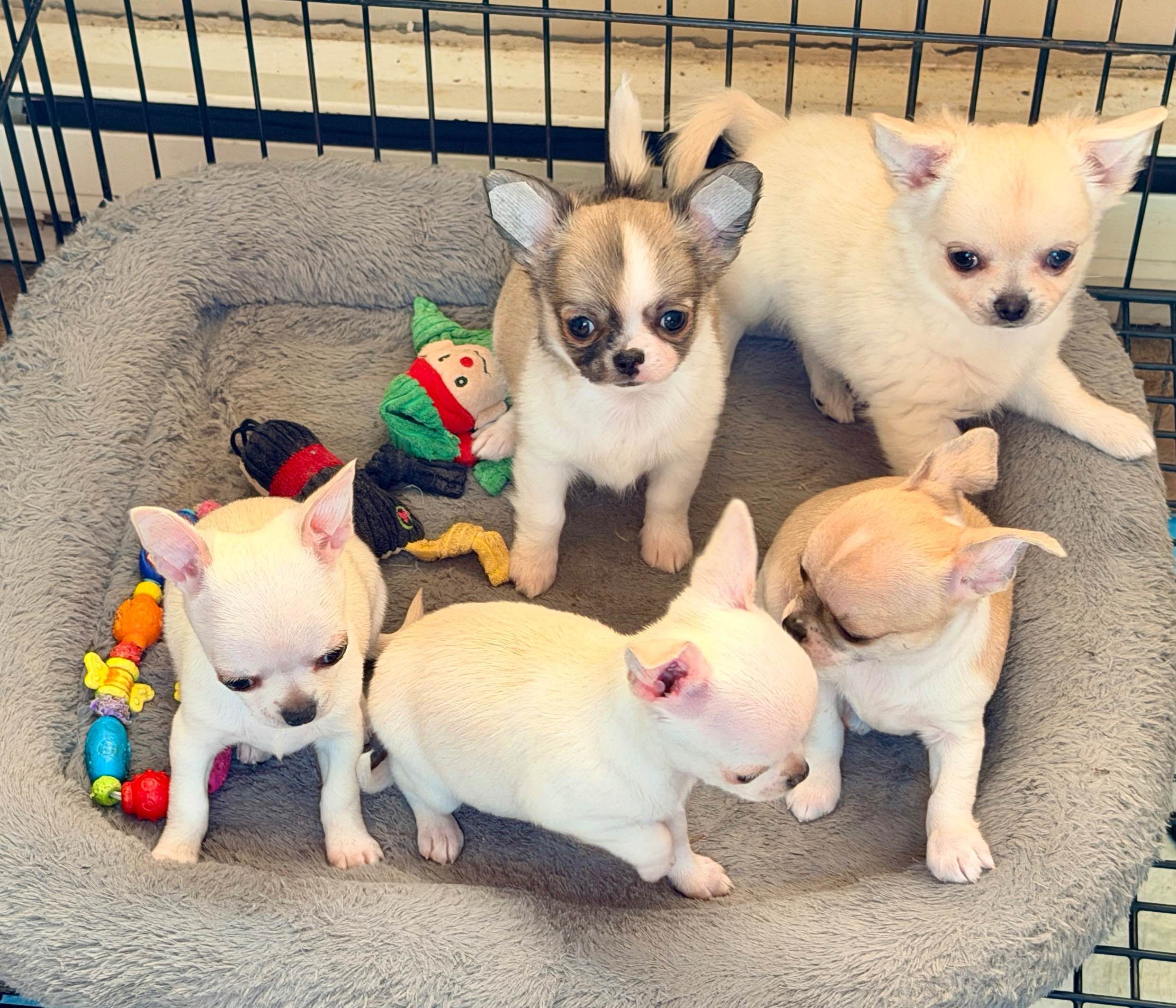 Chihuahua close up